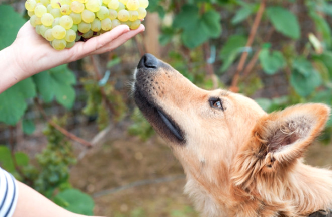 Evinizde Bulunan Bu Meyve Köpeğinizi Öldürüyor