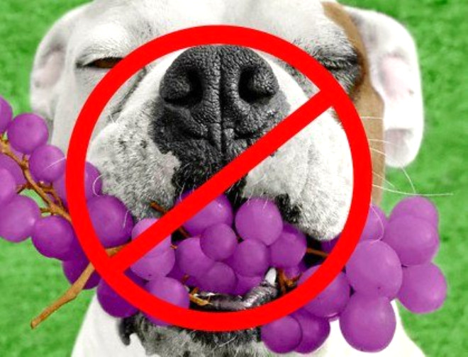 Evinizde Bulunan Bu Meyve Köpeğinizi Öldürüyor
