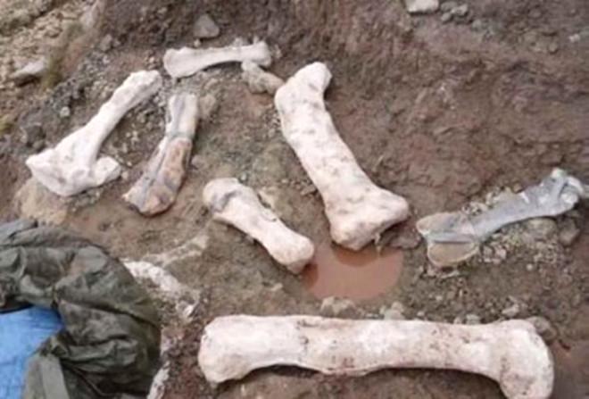 ABD'de Bir Çocuk 1.2 Milyon Yaşındaki Fosili Keşfetti