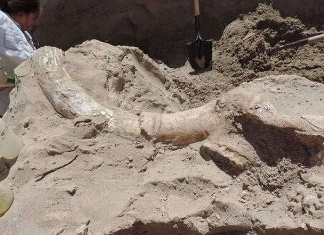 ABD'de Bir Çocuk 1.2 Milyon Yaşındaki Fosili Keşfetti