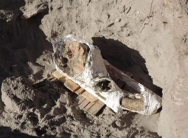 ABD'de Bir Çocuk 1.2 Milyon Yaşındaki Fosili Keşfetti