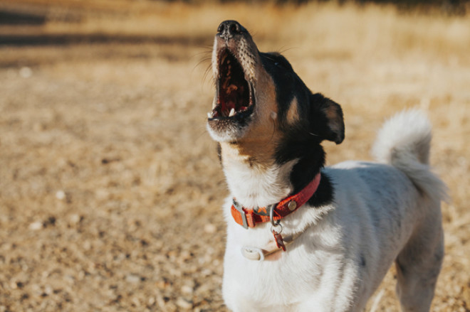 Köpekler Ezan Sesini Duyduklarında Neden Hep Birden Ulumaya Başlıyor?