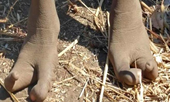 zimbabwe de yasayan devekusu halkinin sadece 2 ayak parmagi var foto galerisi