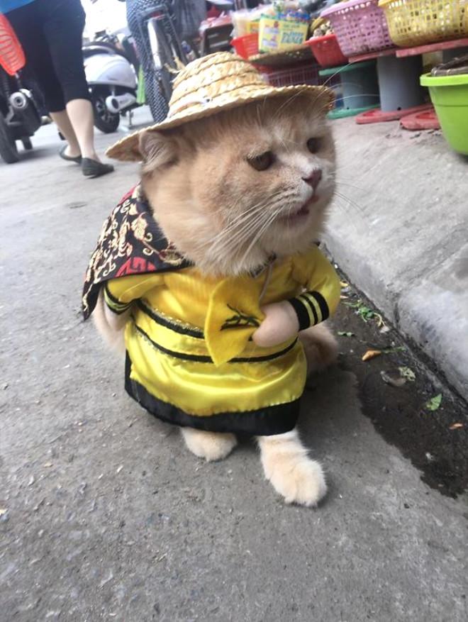 Balıkçı Kedi Sosyal Medyayı Salladı