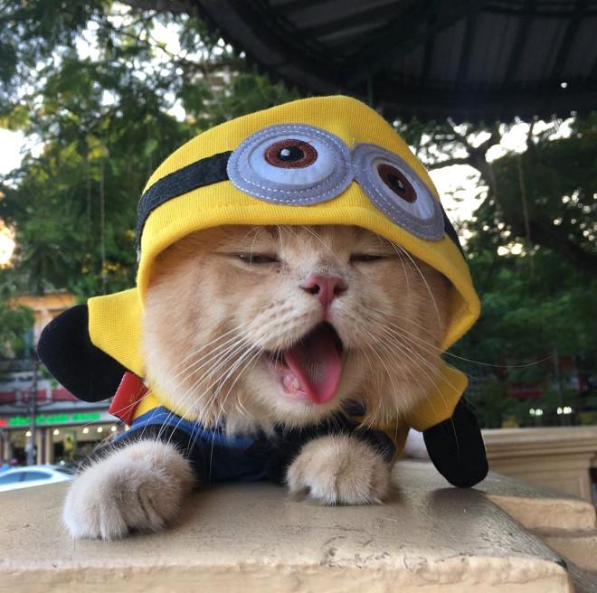Balıkçı Kedi Sosyal Medyayı Salladı