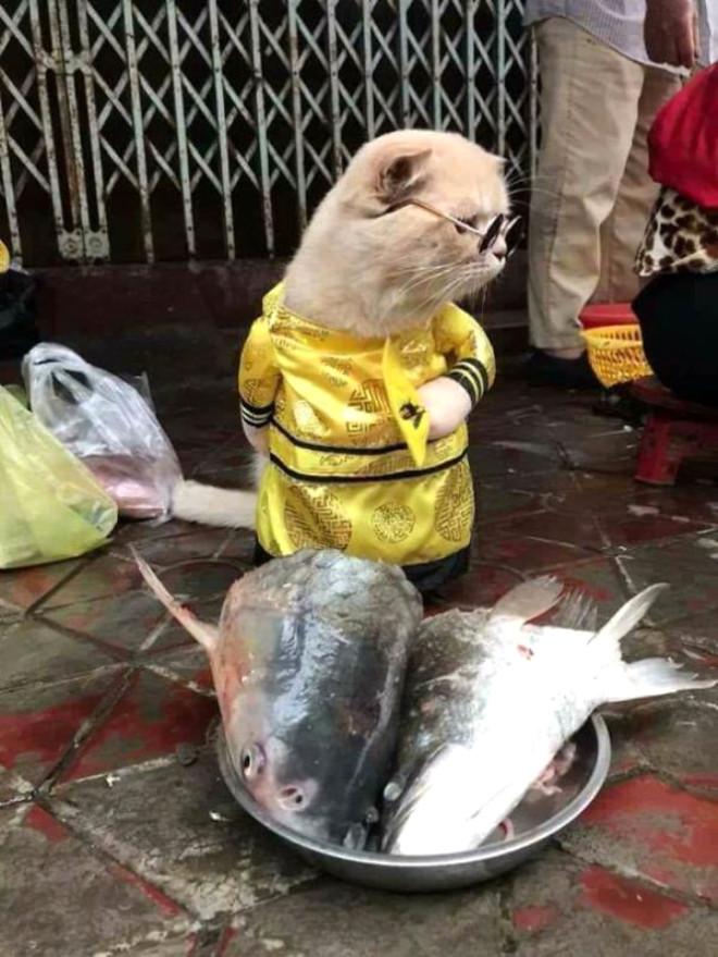 Balıkçı Kedi Sosyal Medyayı Salladı