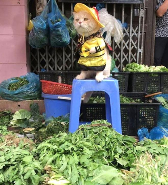 Balıkçı Kedi Sosyal Medyayı Salladı