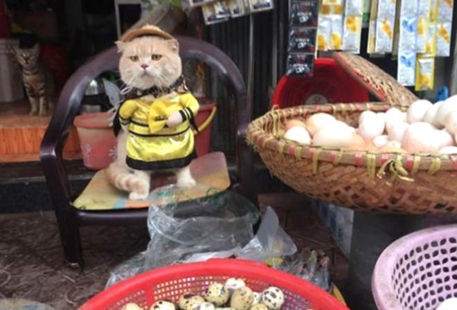 Balıkçı Kedi Sosyal Medyayı Salladı