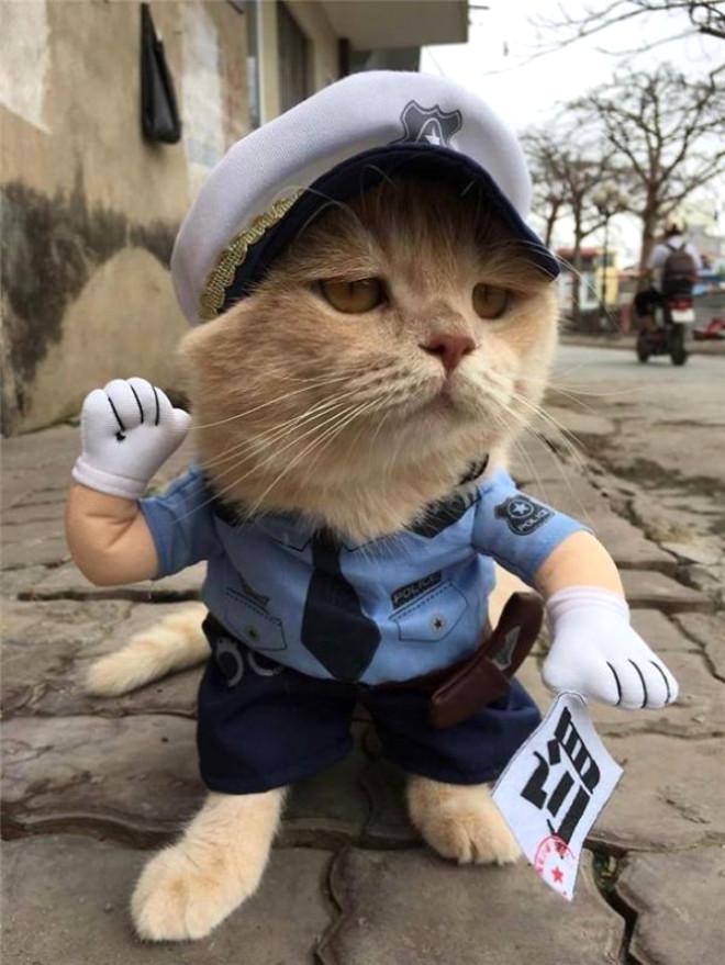 Balıkçı Kedi Sosyal Medyayı Salladı