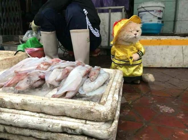 Balıkçı Kedi Sosyal Medyayı Salladı
