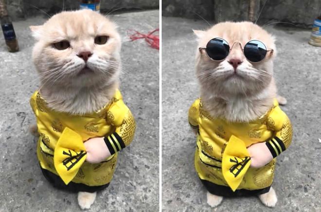 Balıkçı Kedi Sosyal Medyayı Salladı