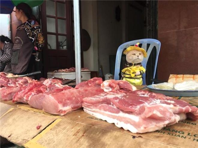 Balıkçı Kedi Sosyal Medyayı Salladı