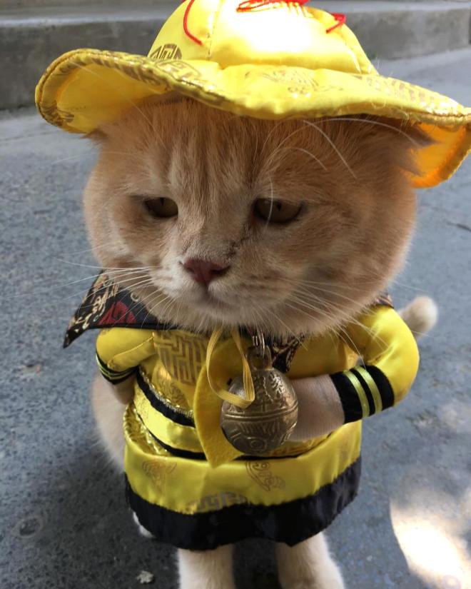 Balıkçı Kedi Sosyal Medyayı Salladı