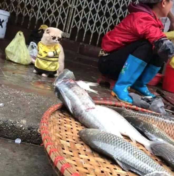 Balıkçı Kedi Sosyal Medyayı Salladı