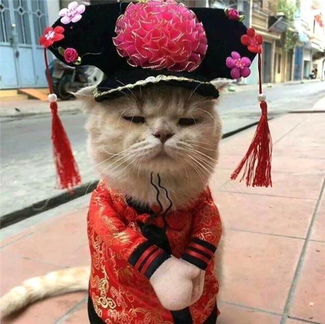 Balıkçı Kedi Sosyal Medyayı Salladı