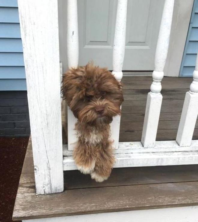 Dünya Bu Köpeği Konuşuyor! İşte İnsan Yüzlü Köpek
