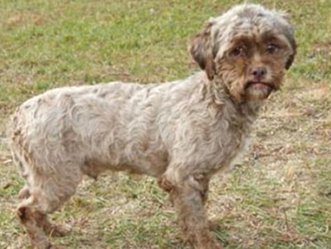 Dünya Bu Köpeği Konuşuyor! İşte İnsan Yüzlü Köpek