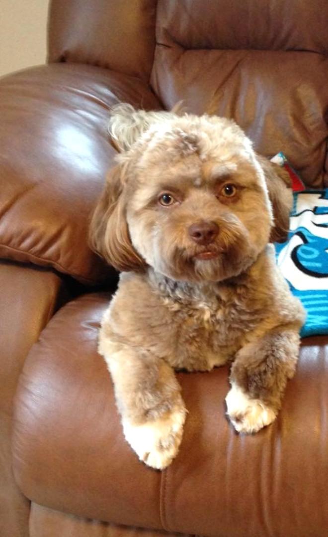 Dünya Bu Köpeği Konuşuyor! İşte İnsan Yüzlü Köpek