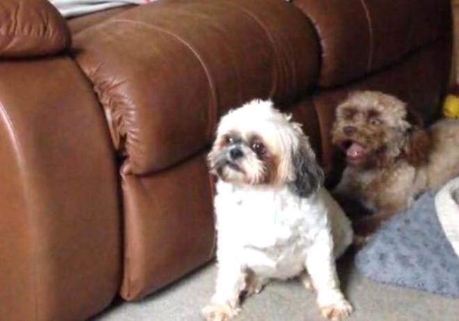 Dünya Bu Köpeği Konuşuyor! İşte İnsan Yüzlü Köpek