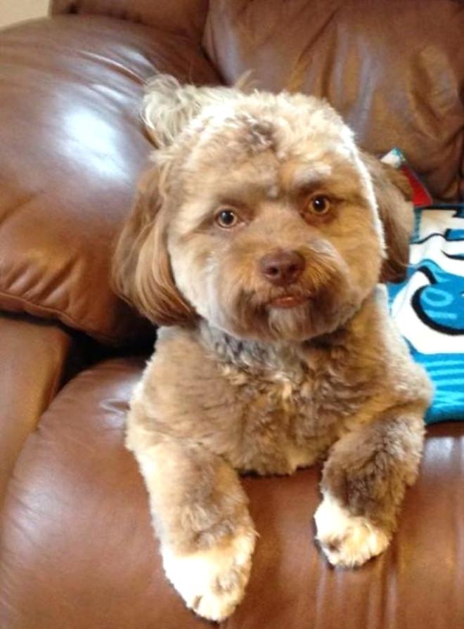 Dünya Bu Köpeği Konuşuyor! İşte İnsan Yüzlü Köpek