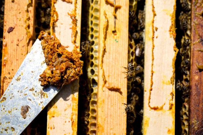 Kanser Hastalarının Yeni Umudu: Propolis