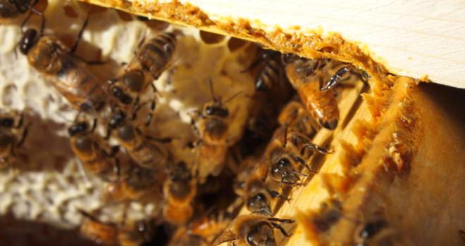 Kanser Hastalarının Yeni Umudu: Propolis