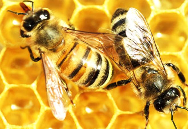 Kanser Hastalarının Yeni Umudu: Propolis