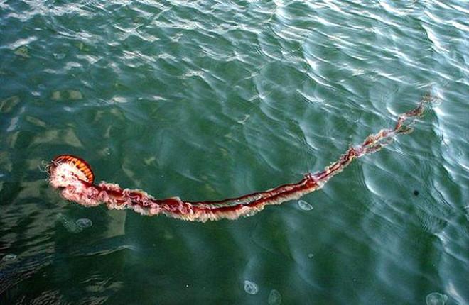 Akdeniz İçin Zehirli Denizanası Uyarısı! Ölüsüne Bile Sakın Dokunmayın
