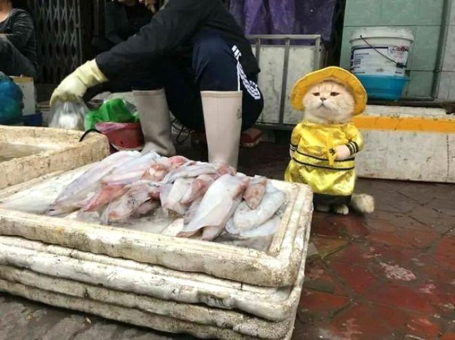 Fenomen Kedi Cho, Meslek Beğenmiyor!