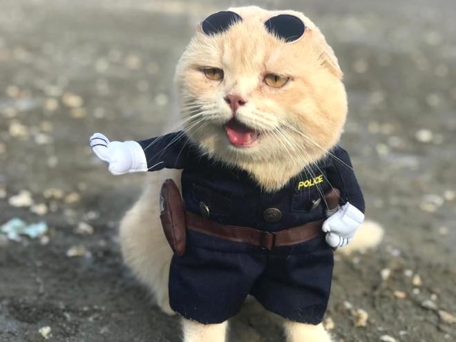 Fenomen Kedi Cho, Meslek Beğenmiyor!