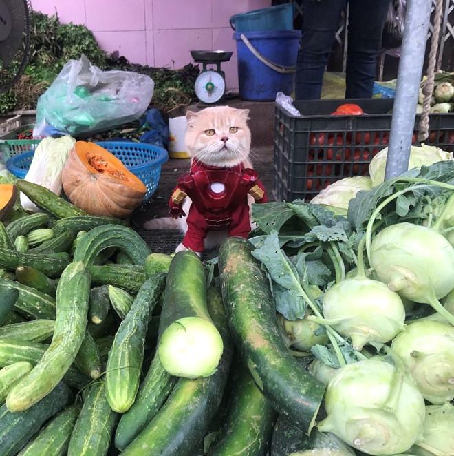 Fenomen Kedi Cho, Meslek Beğenmiyor!