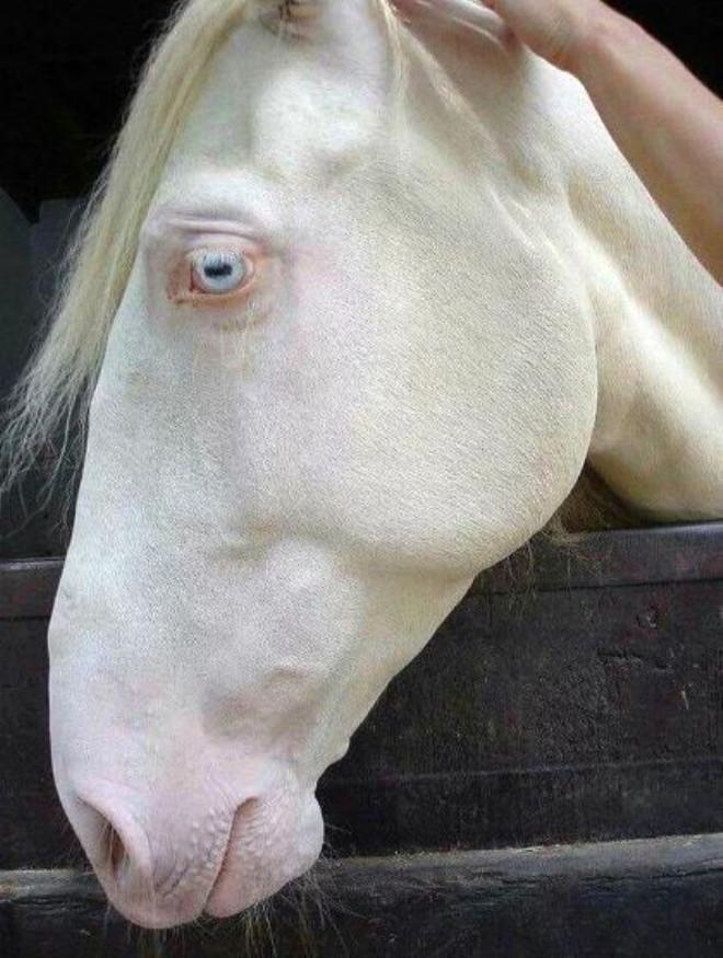 Sıra Dışı 25 Albino Hayvan