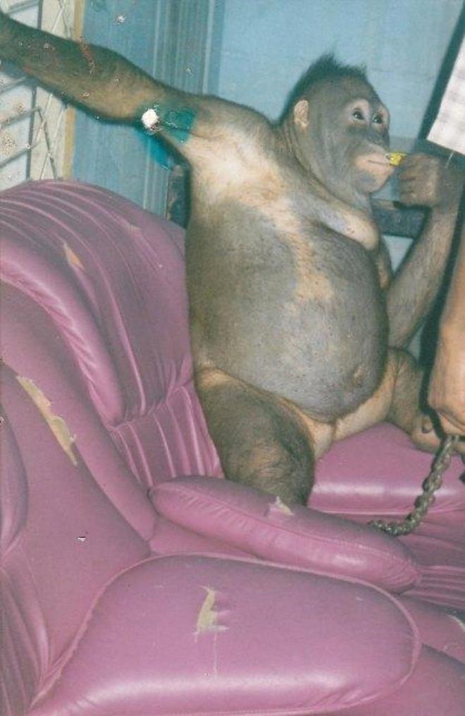 Yataga Zincirledikleri Orangutani 6 Yil Boyunca Cinsel Iliski Kolesi Yaptilar Foto Galerisi Maymunun karşısında soyunan kadın tepki topladı tepki ölçmek amacıyla renkli iç çamaşırını maymuna gösteren genç kadının. yataga zincirledikleri orangutani 6 yil