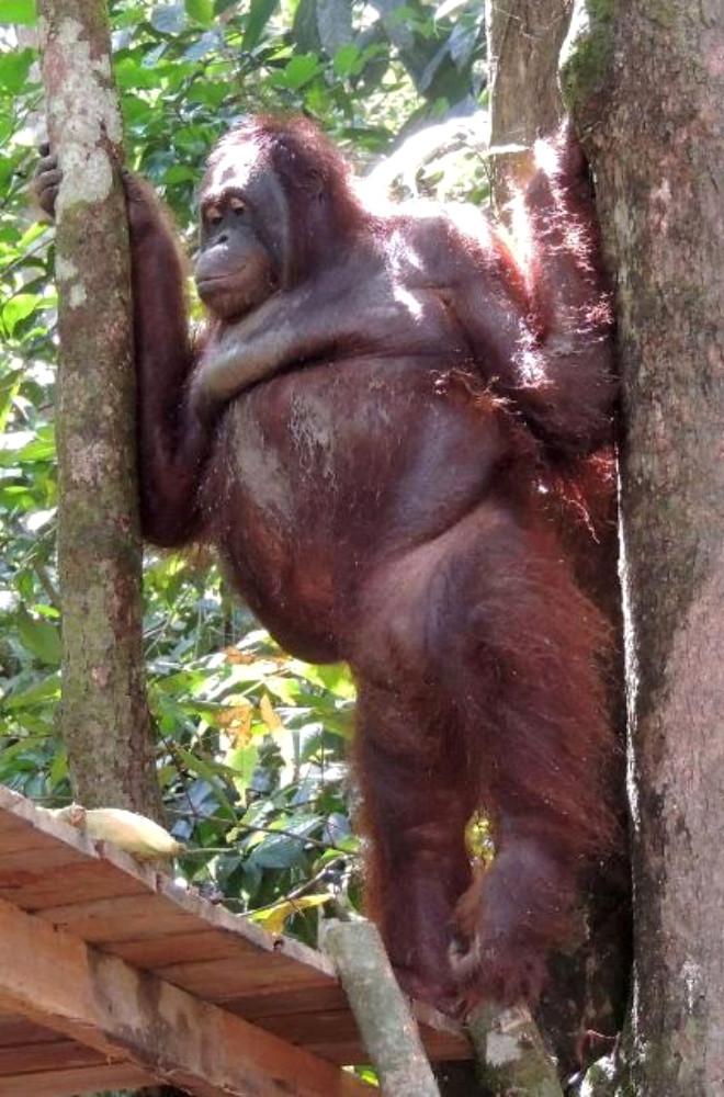 Yataga Zincirledikleri Orangutani 6 Yil Boyunca Cinsel Iliski Kolesi Yaptilar Foto Galerisi Yılan kadın düşünceli ve çok sabırlıdır. yataga zincirledikleri orangutani 6 yil