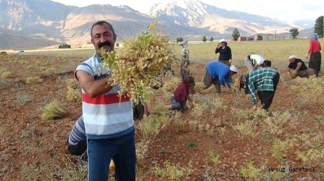 Tunceli'yi Alan Komünist Başkan Mehmet Fatih Maçoğlu'nun, Asıl Mesleğine Bakın!