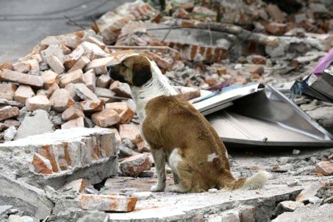 Deprem Kahininden Korkutan Uyarı! 8 Büyüklüğünde Deprem Geliyor
