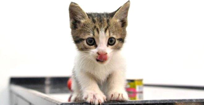 Otomobil Motoruna Sikisan Yavru Kedi Istanbul Dan Antalya Ya Geldi Foto Galerisi Otomobil Motoruna Sikisan Yavru Kedi Istanbul Dan Antalya Ya Geldi Foto Galerisi