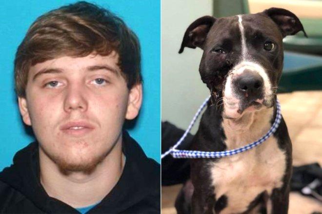 Hasta Kopeginin Yuzune Ates Edip Can Cekisen Hayvani Cope Atti Foto Galerisi