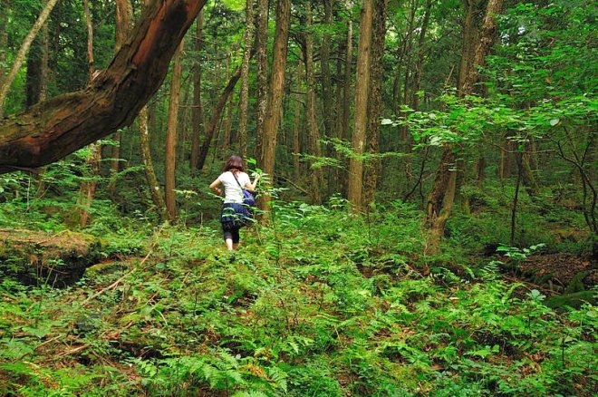 Bu ormana adÄ±m atan intihar ediyor! Korku filmlerine bile konu olan: Aokigahara
