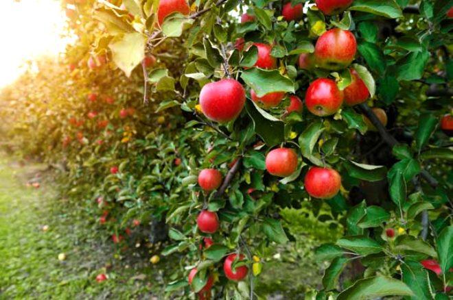 Sadece bir yemek kaşığı bile kansere kalkan oluyor! İşte kansere geçit vermeyen 10 besin