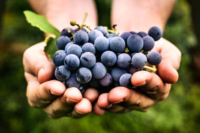 Sadece bir yemek kaşığı bile kansere kalkan oluyor! İşte kansere geçit vermeyen 10 besin