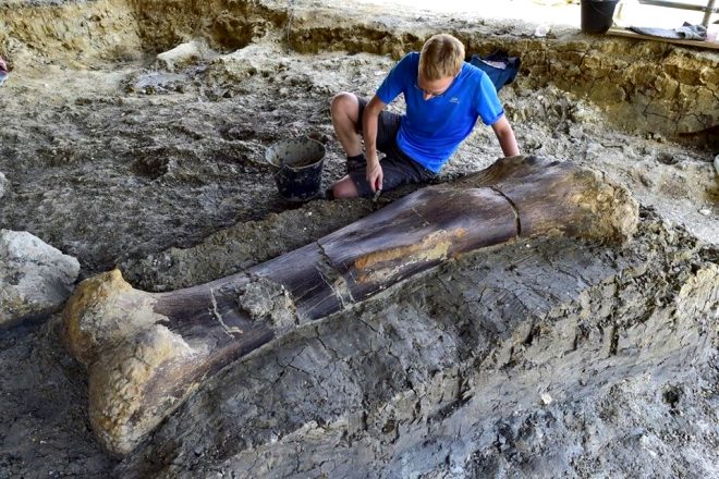 140 milyon yıllık keşif! 500 kiloluk dinozor kemiği şoke etti