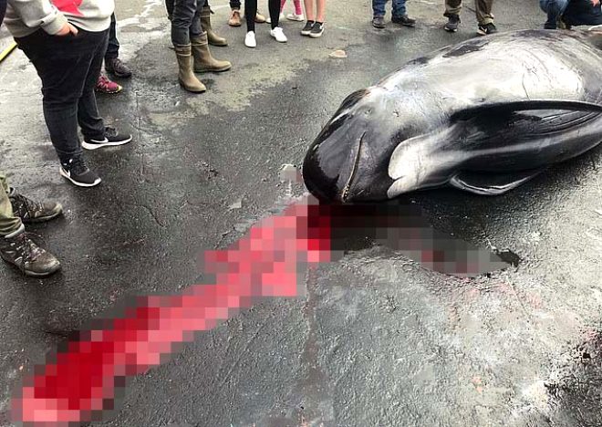 Tepkiler çığ gibi büyüyor! Yüzlerce balina hunharca katledildi