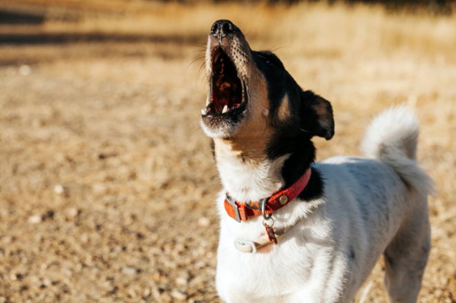 Köpekler ezan sesini duyduğunda neden ulumaya başlıyor?