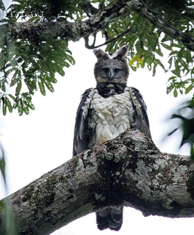 Kus Kostumu Giymis Insan Degil O Sadece Harpy Kartali Foto Galerisi