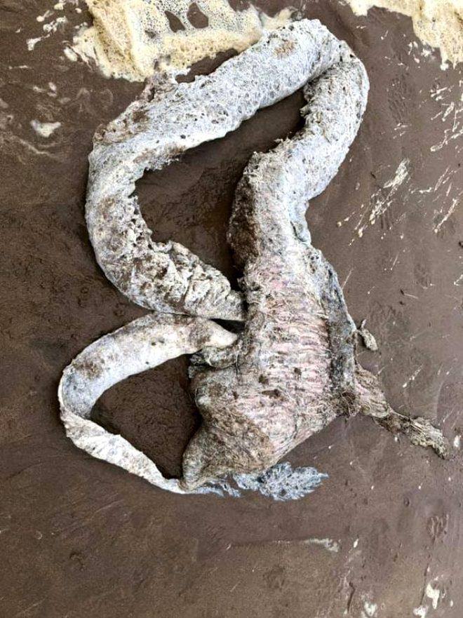 Plajdaki yaratık korku saldı! Kimse ne olduğunu anlayamadı