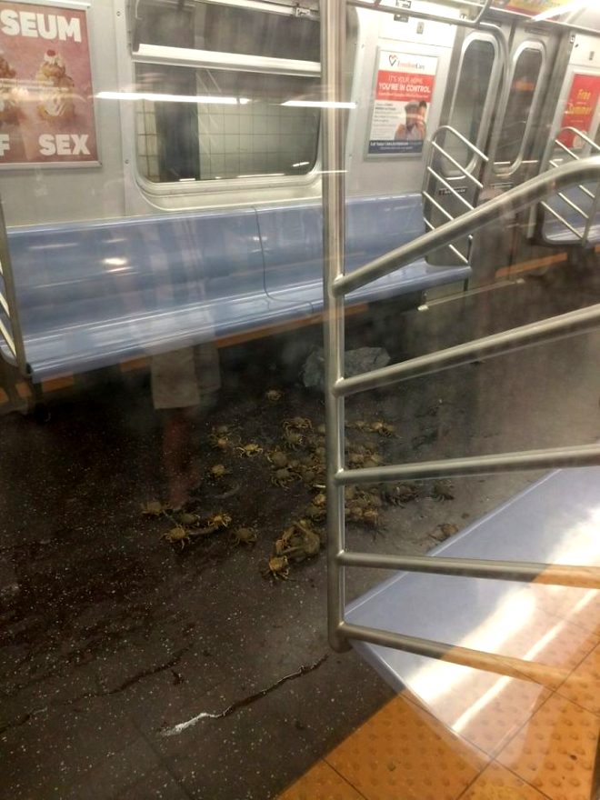 Metro istasyonunu yengeçler bastı! İşte metro istasyonlarında çekilmiş birbirinden ilginç 15 fotoğraf
