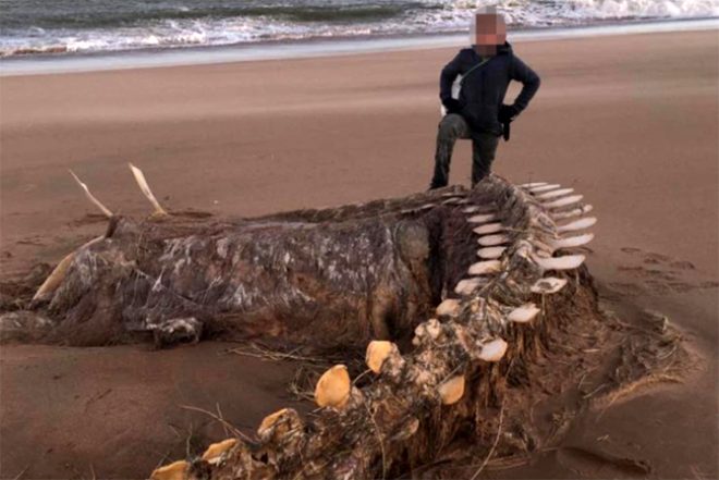 İskoçya'da Ciara fırtınasından sonra karaya vuran devasa iskelet görenleri hayretler içinde bıraktı