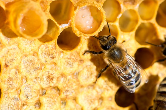İmparator ve kralların ölümsüzlük iksiri arı sütünün faydaları ve bilinmeyenleri