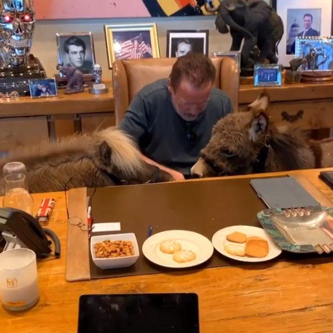 Efsane oyuncu Arnold Schwarzenegger eşeğini ofise getirdi